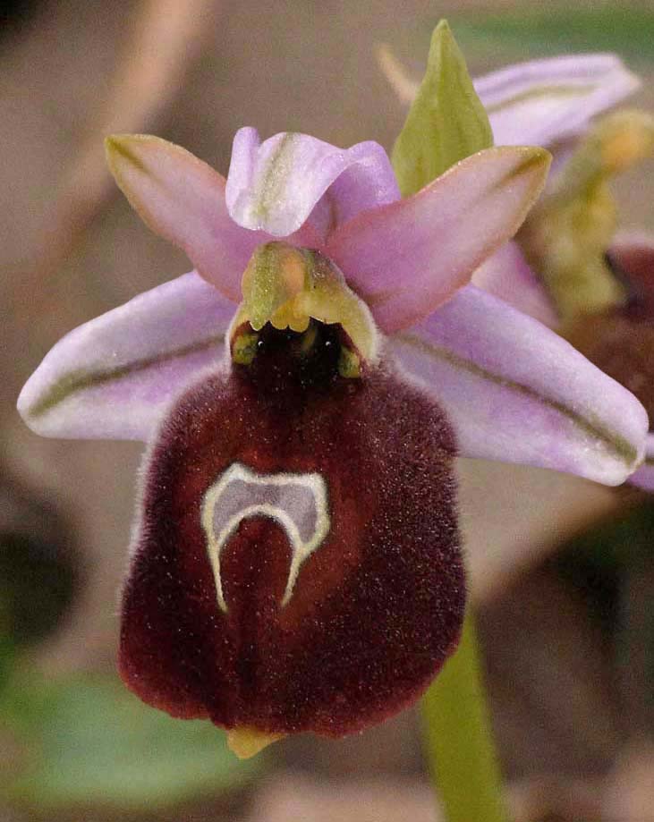 Qora erkaklar bir toda BDSM fisting qiyin Osiyo ayollar sikish